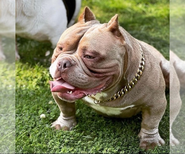 Medium Photo #1 American Bully Puppy For Sale in JAMAICA, NY, USA
