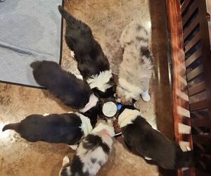 Collie Puppy for sale in EDGAR, WI, USA
