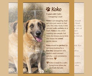 Great Pyrenees-Unknown Mix Dogs for adoption in Thomasville, NC, USA