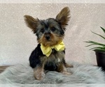 Small #5 Yorkshire Terrier