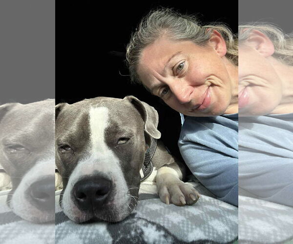 Medium Photo #4 American Pit Bull Terrier Puppy For Sale in Uwchlan, PA, USA