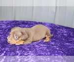 Small Photo #8 Dachshund Puppy For Sale in BLOOMINGTON, IN, USA