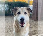 Small #1 Mutt