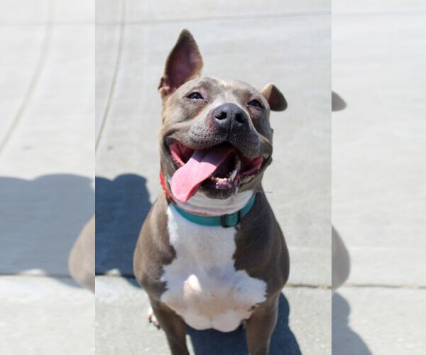 Medium Photo #1 American Pit Bull Terrier Puppy For Sale in Petaluma, CA, USA