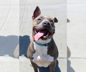 American Pit Bull Terrier Dogs for adoption in Petaluma, CA, USA