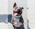 Small American Pit Bull Terrier