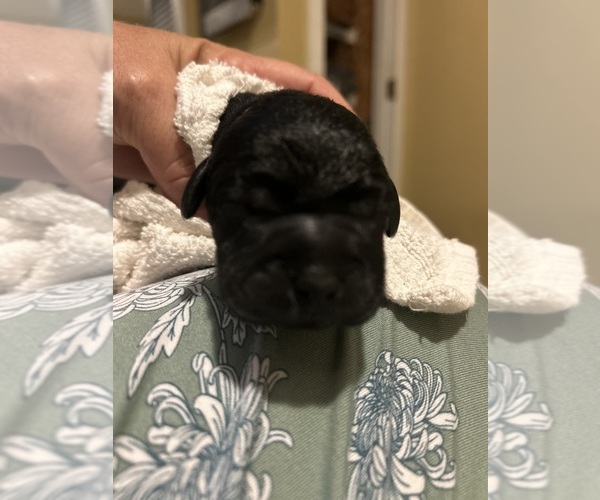 Medium Photo #4 Labrador Retriever Puppy For Sale in LOUISBURG, NC, USA