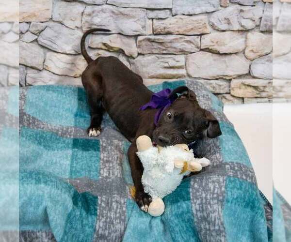 Medium Photo #6 Labrador Retriever-Unknown Mix Puppy For Sale in Kennesaw, GA, USA