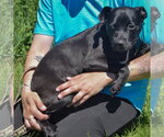 Small #3 Boglen Terrier