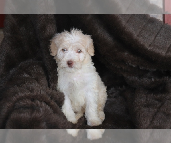 Medium Photo #4 F2 Aussiedoodle Puppy For Sale in ADOLPHUS, KY, USA