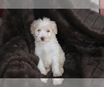 Small Photo #4 F2 Aussiedoodle Puppy For Sale in ADOLPHUS, KY, USA