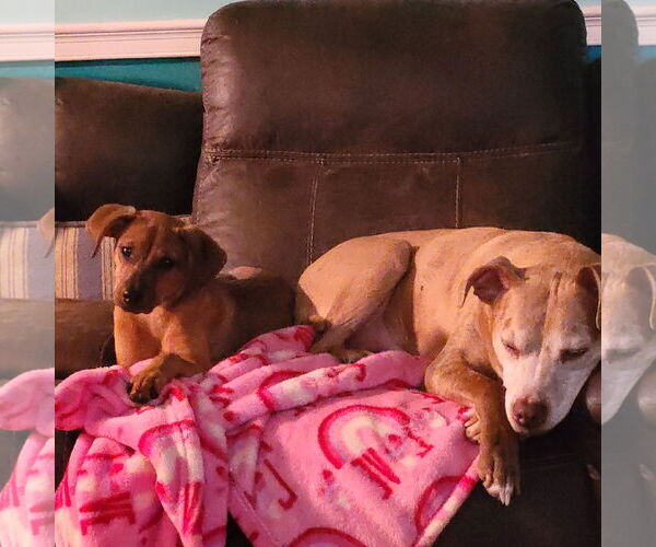 Medium Photo #2 Mutt Puppy For Sale in FAIRLAWN, OH, USA
