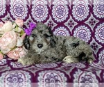 Small Photo #4 Aussiedoodle Miniature  Puppy For Sale in OXFORD, PA, USA