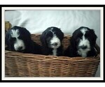 Small Photo #7 Sheepadoodle Puppy For Sale in RIALTO, CA, USA