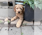 Small Photo #3 Goldendoodle (Miniature) Puppy For Sale in SOUTH ORANGE, NJ, USA