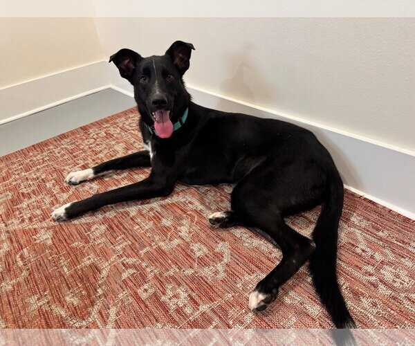 Medium Photo #2 Mutt Puppy For Sale in Milwaukie, OR, USA