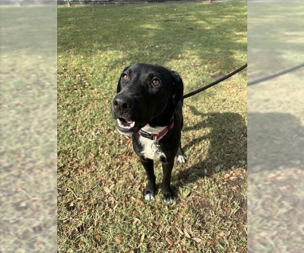Medium Photo #1 Labrador Retriever-Unknown Mix Puppy For Sale in Texas City, TX, USA