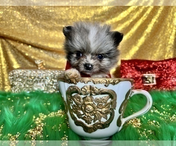 Medium Photo #14 Pomeranian Puppy For Sale in HAYWARD, CA, USA
