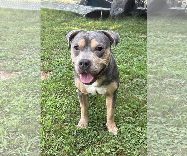 Medium Photo #2 American Pit Bull Terrier-Unknown Mix Puppy For Sale in Spring Lake, NJ, USA