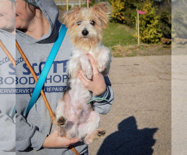 Medium Photo #4 Mutt Puppy For Sale in Huntley, IL, USA