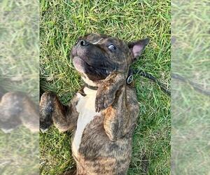 American Pit Bull Terrier Dogs for adoption in Louisville, KY, USA