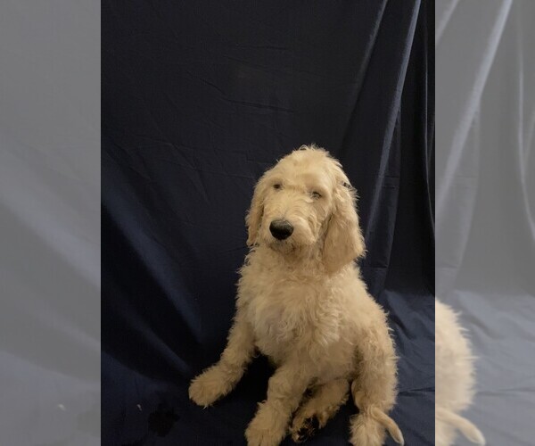 Medium Photo #8 Goldendoodle Puppy For Sale in QUEEN CREEK, AZ, USA