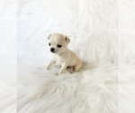 Small #2 Chihuahua