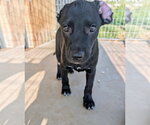 Small #2 Labrador Retriever