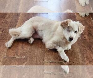 Golden Retriever-Unknown Mix Dogs for adoption in Seven Valleys, PA, USA