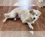 Sadie - Female Golden Retriever-Unknown Mix Dog for Adoption - Small photo