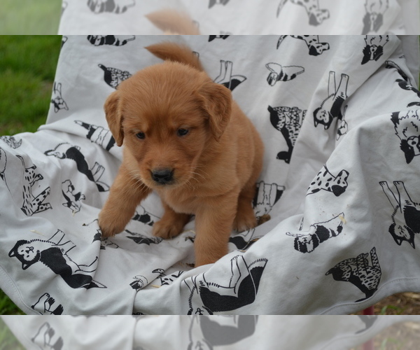 Medium Photo #2 Golden Retriever Puppy For Sale in GREENWOOD, WI, USA
