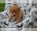 Small #1 Golden Retriever