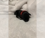 Puppy 3 Schnauzer (Miniature)