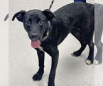 Small #1 Labrador Retriever Mix