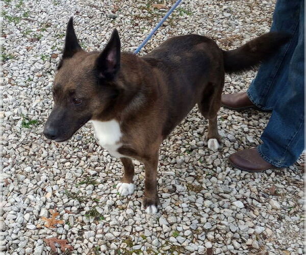 Medium Photo #1 Mutt Puppy For Sale in Frenchburg, KY, USA