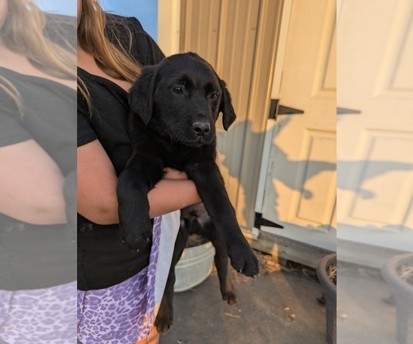Medium Photo #3 Golden Labrador Puppy For Sale in CAMERON, MO, USA