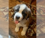 Puppy Aurora Saint Bernard