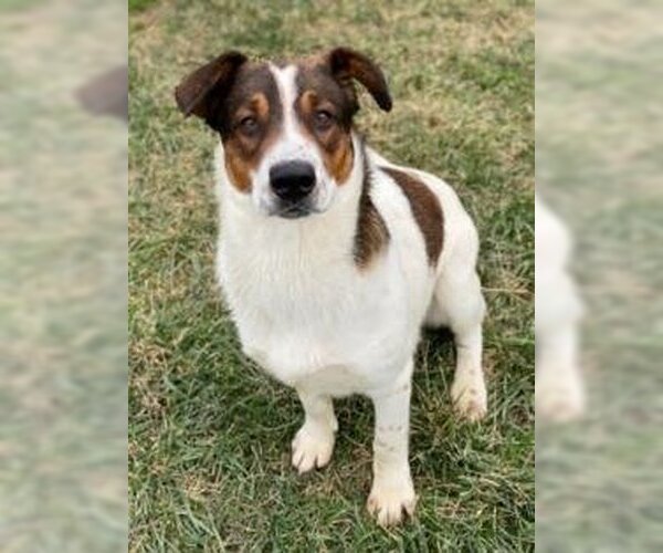 Medium Photo #3 Spaniel-Unknown Mix Puppy For Sale in Sistersville, WV, USA