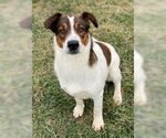 Small #2 Spaniel Mix