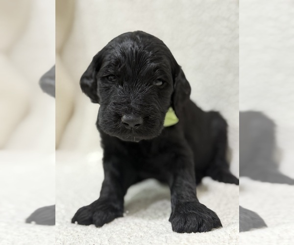 Medium Photo #9 Goldendoodle Puppy For Sale in HARTFORD, AL, USA