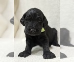 Small #8 Goldendoodle