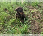 Small #2 Doberman Pinscher
