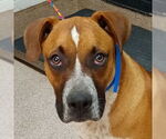 Small Boxer Mix