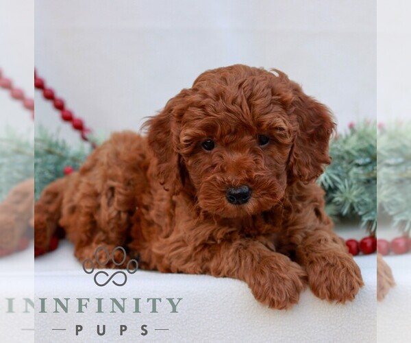 Medium Photo #1 Goldendoodle (Miniature) Puppy For Sale in NARVON, PA, USA