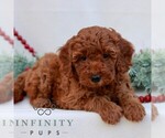 Small Goldendoodle (Miniature)