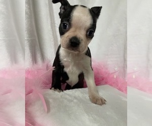 Boston Terrier Puppy for sale in CRKD RVR RNCH, OR, USA