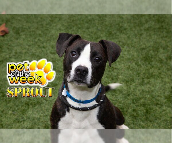 Medium Photo #2 Mutt Puppy For Sale in Moreno Valley, CA, USA