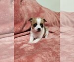 Small Photo #26 Chihuahua Puppy For Sale in MOUNT AIRY, NC, USA