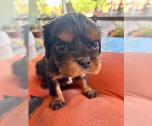 Medium Cavalier King Charles Spaniel
