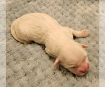 Small #2 Havanese